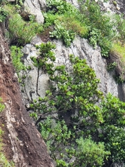 Sideroxylon mirmulans