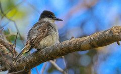 Tyrannus caudifasciatus