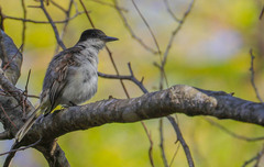 Tyrannus caudifasciatus