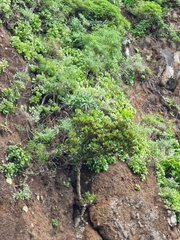 Sideroxylon mirmulans