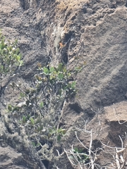 Sideroxylon mirmulans