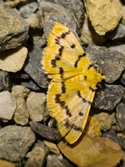 Dichocrocis clytusalis
