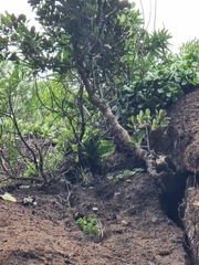 Sideroxylon mirmulans