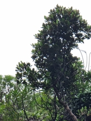 Sideroxylon mirmulans