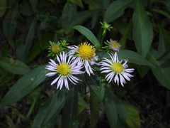 Symphyotrichum × salignum