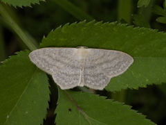 Scopula nigropunctata