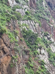 Sideroxylon mirmulans