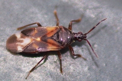 Anthocoris butleri