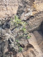 Sideroxylon mirmulans