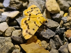 Dichocrocis clytusalis