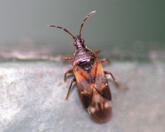 Anthocoris butleri