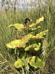 Xysmalobium undulatum