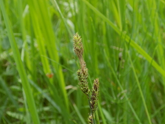 Carex hartmanii