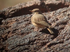 Ammomanes deserti