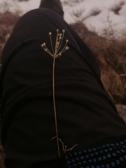 Allium rubens