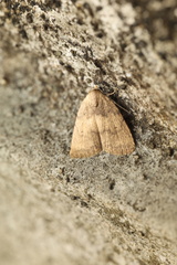 Anachrostis