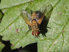 Dexia rustica