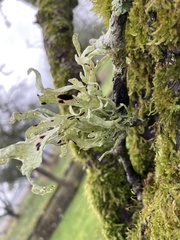 Ramalina fraxinea