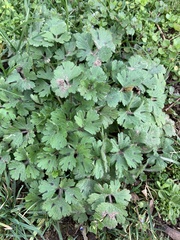 Geranium molle