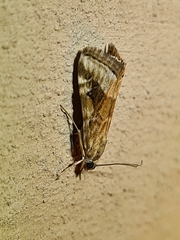 Hellula hydralis