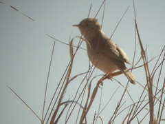 Curruca deserti