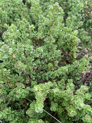 Prostanthera cuneata