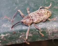 Dorytomus longimanus