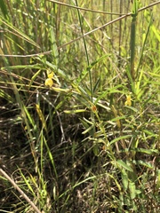 Chamaecrista mimosoides