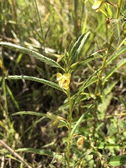 Chamaecrista mimosoides