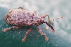 Dorytomus nordenskioldi