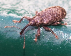 Dorytomus nordenskioldi