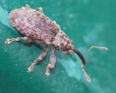 Dorytomus nordenskioldi