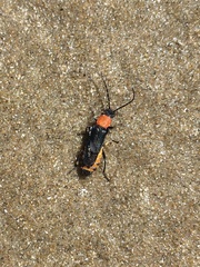 Chauliognathus tricolor
