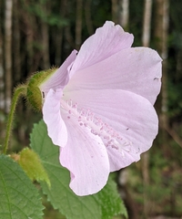 Hibiscus verbasciformis