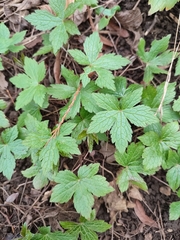 Geranium nodosum