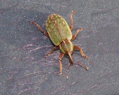Hypera nigrirostris