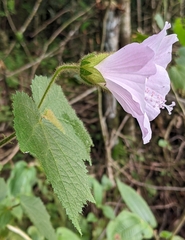 Hibiscus verbasciformis