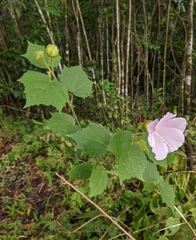 Hibiscus verbasciformis