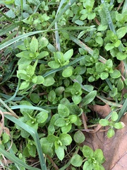 Stellaria media