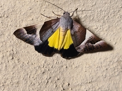 Niceteria macrocosma