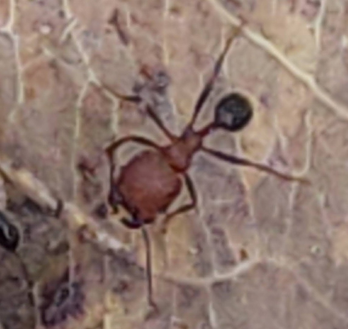 Trichomyrmex
