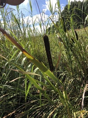 Typha capensis