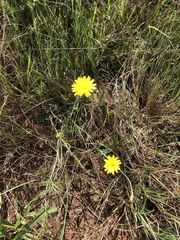 Hypochaeris radicata