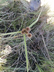 Cyperus congestus