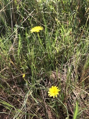 Hypochaeris radicata