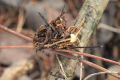 Mycena viridimarginata