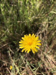 Hypochaeris radicata