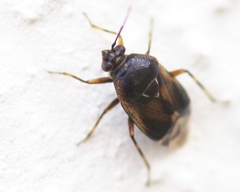 Deraeocoris serenus