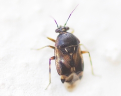 Deraeocoris serenus