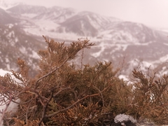 Juniperus pseudosabina